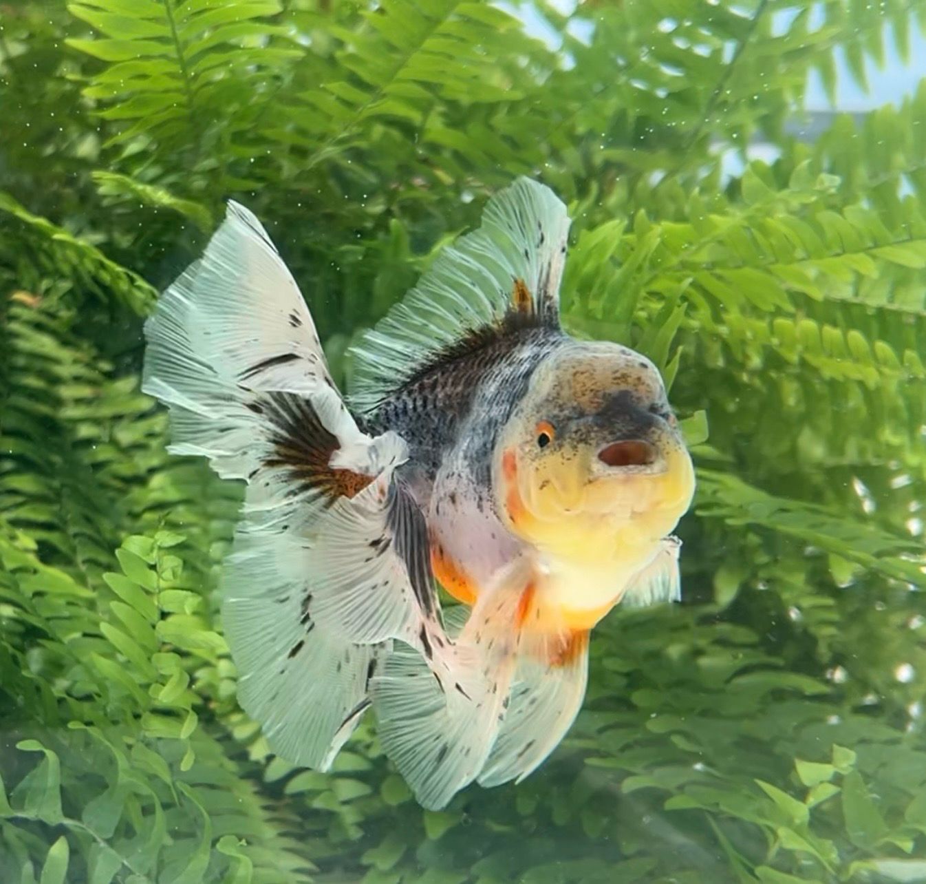 Kirin Rosetail Oranda (M, 5.5”) - Free Shipping
