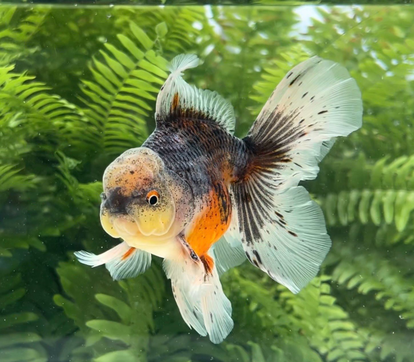 Kirin Rosetail Oranda (M, 5.5”) - Free Shipping