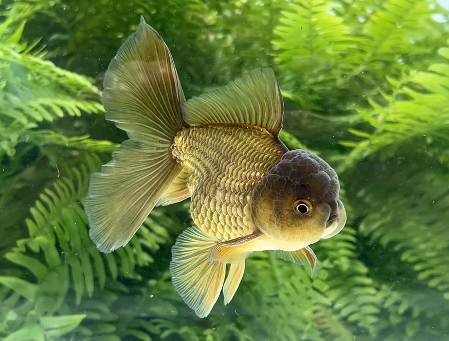 Bronze Rosetail Oranda (M, 4.75”) - Free Shipping