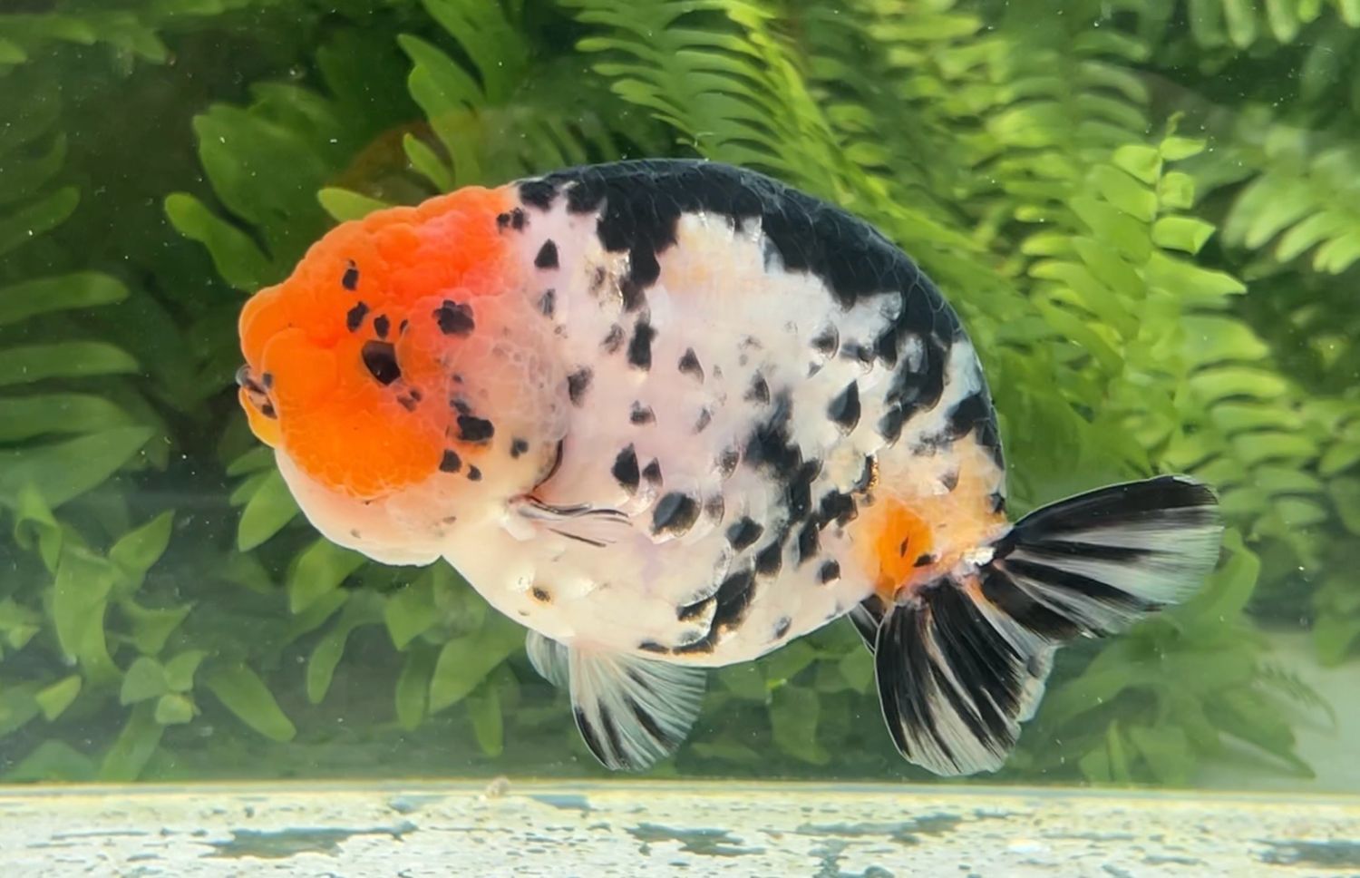 Red Head Milk Cow Yuanbao Ranchu (M, 4.75”) - Free Shipping