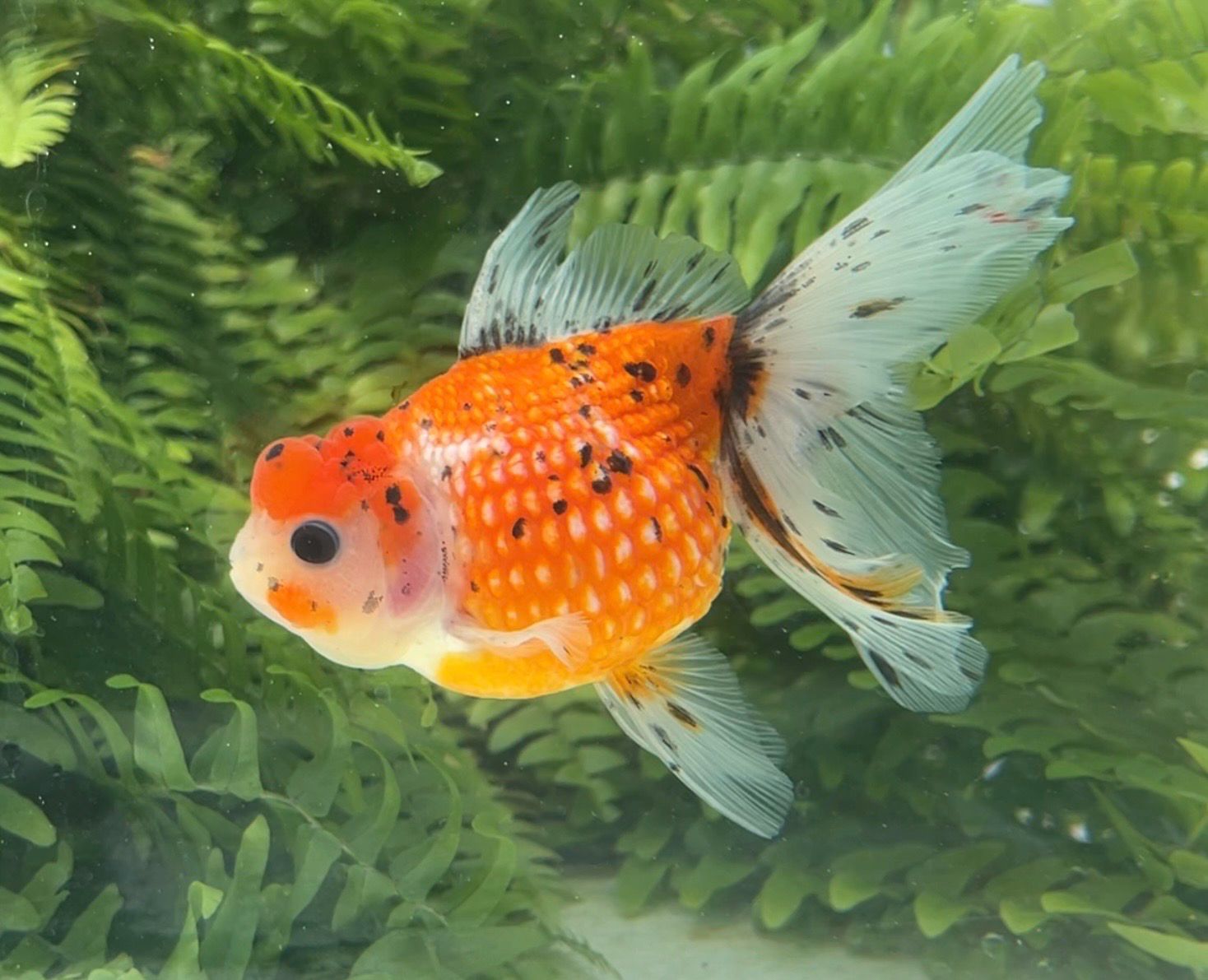 Calico Crown Pearlscale (F, 5.75”) - Free Shipping