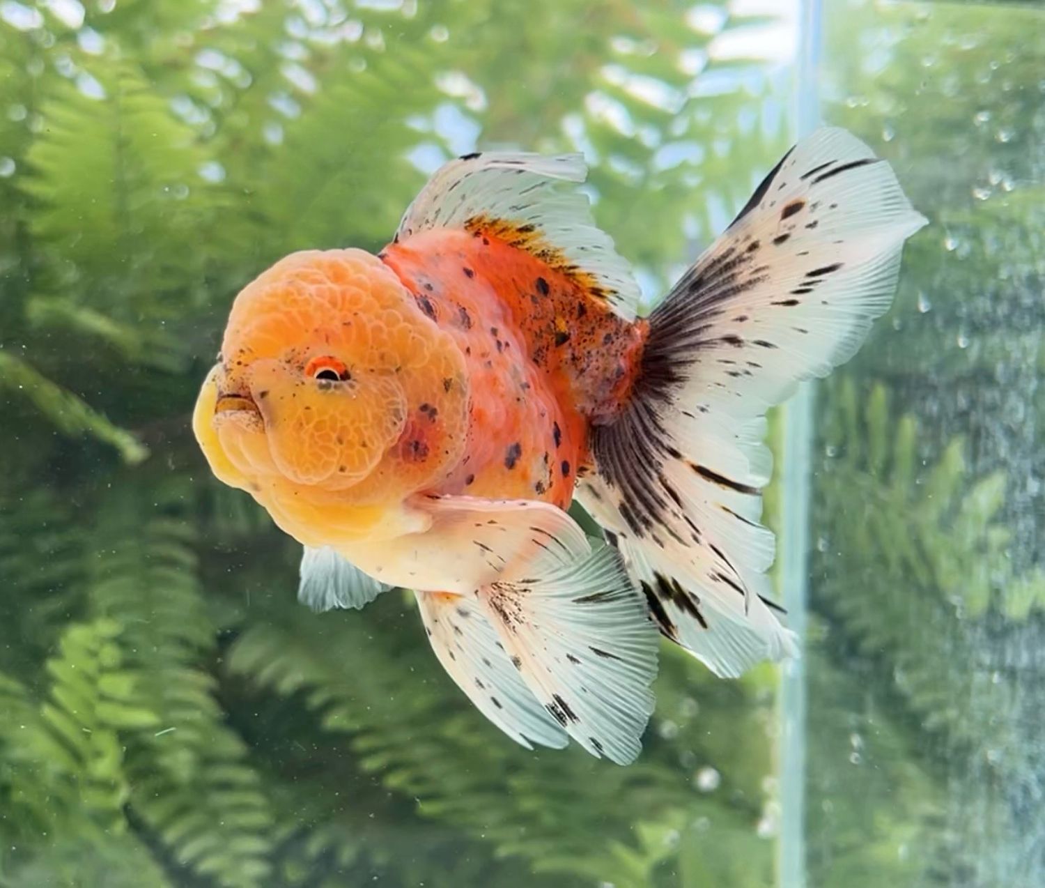 Calico Rosetail Oranda (M, 4.5”) - Free Shipping