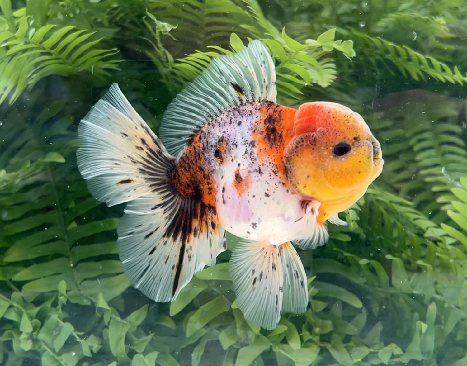Calico Rosetail Oranda (M, 5”) - Free Shipping