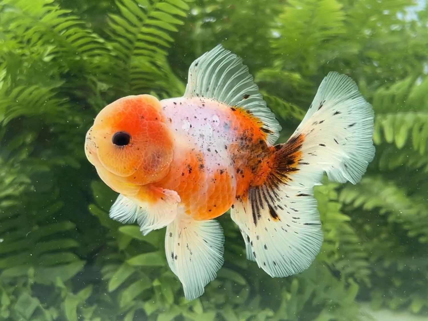 Calico Rosetail Oranda (M, 4.75”) - Free Shipping