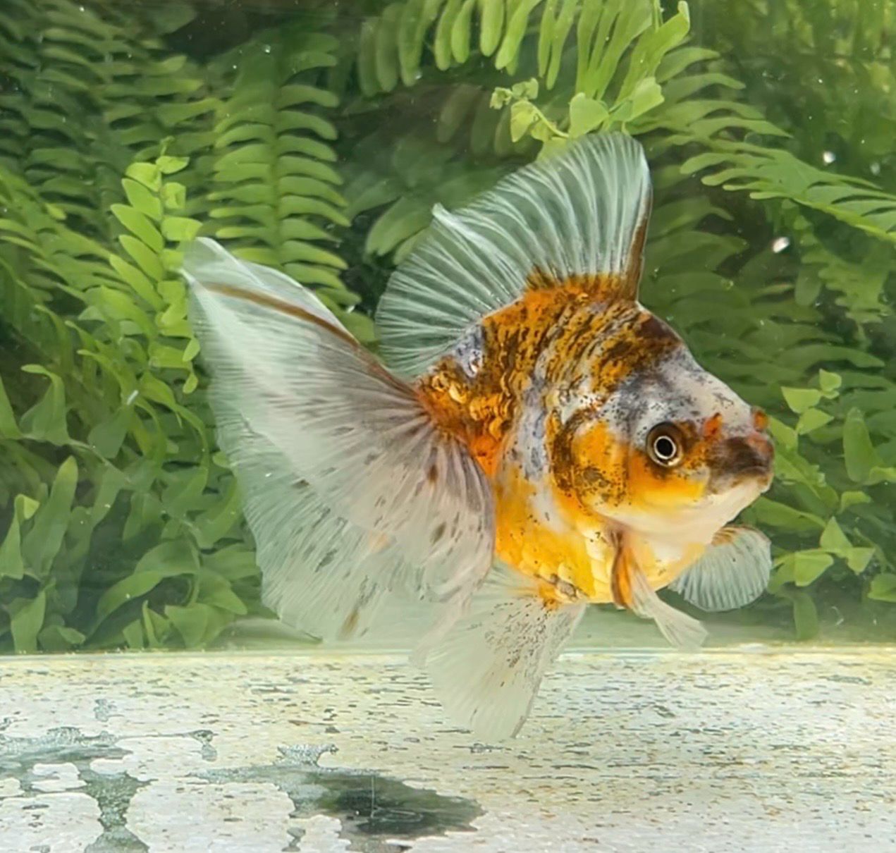 Calico Broadtail Ryukin (F, 4.75”) - Free Shipping