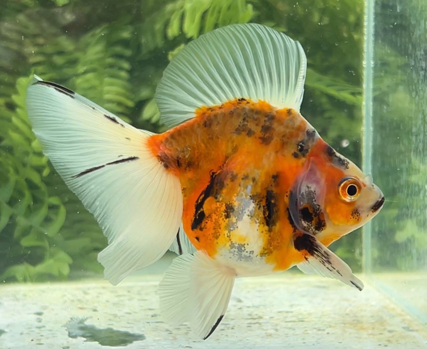 Calico Broadtail Ryukin (F, 4.5”) - Free Shipping