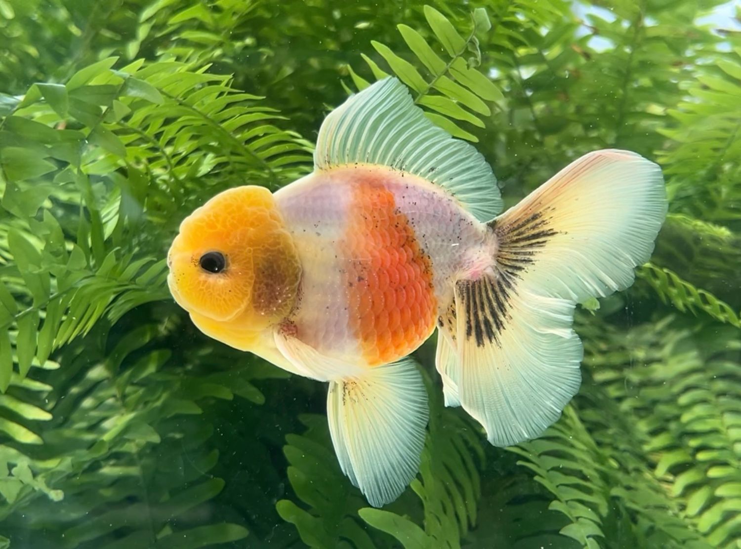 Tri-color Rosetail Oranda (M, 5”) - Free Shipping