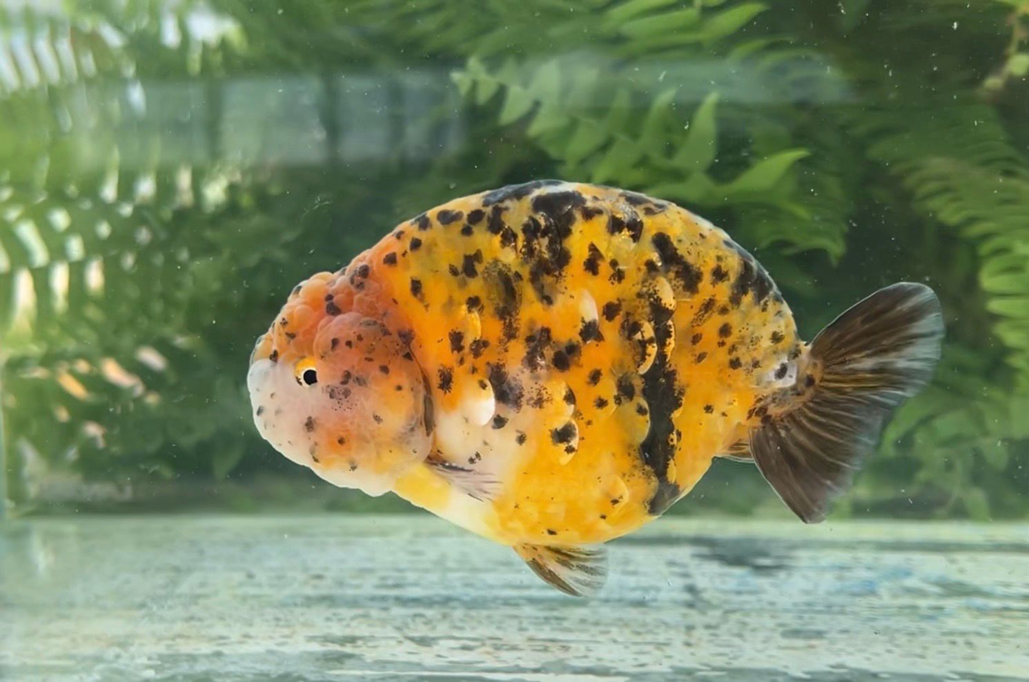 Calico Yuanbao Ranchu (M, 4.75”) - Free Shipping