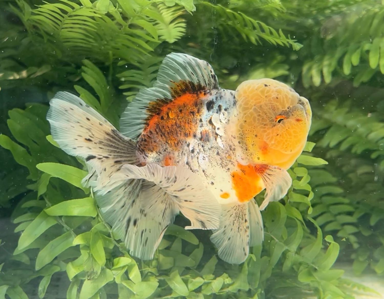 Calico Rosetail Oranda (M, 5”) - Free Shipping