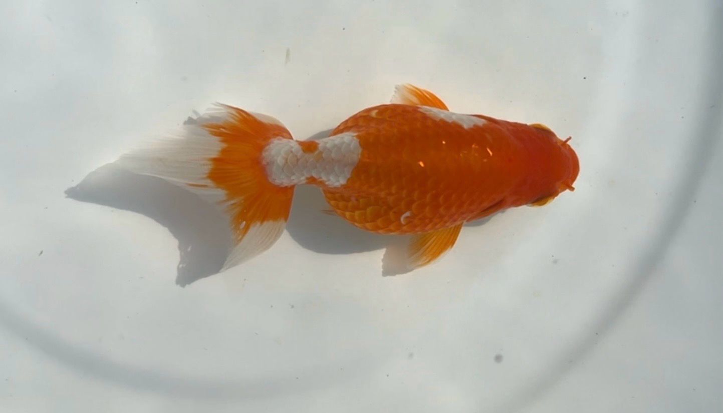 Red And White Izumo Nankin (F, 3.5”) - Free Shipping