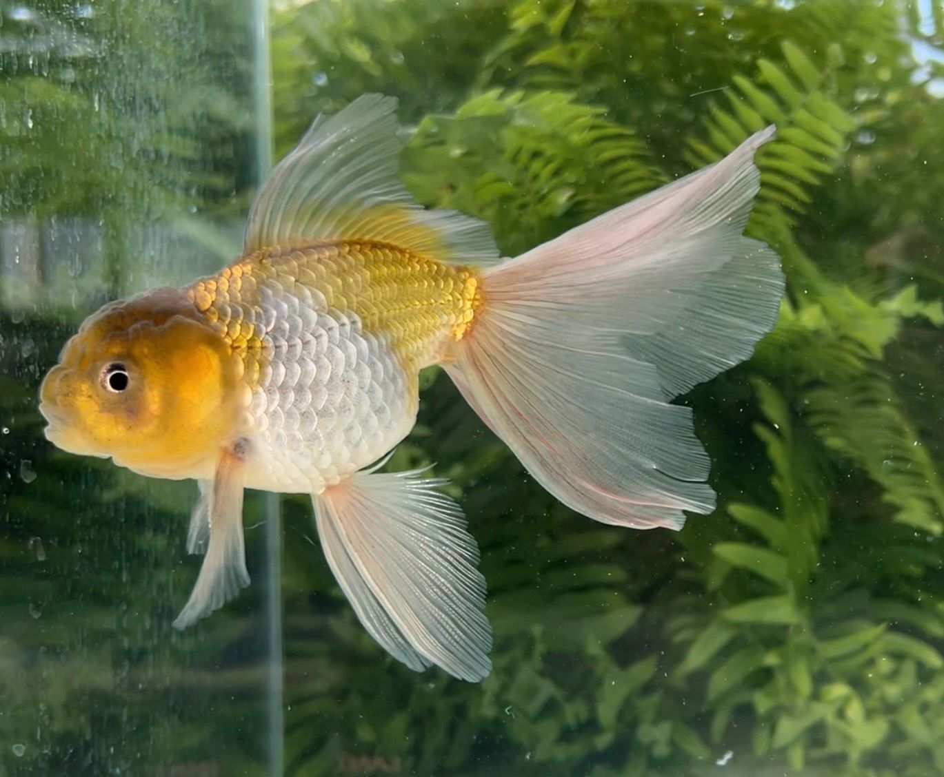 Blue And Green Flagfin Lionhead (M, 5”) - Free Shipping