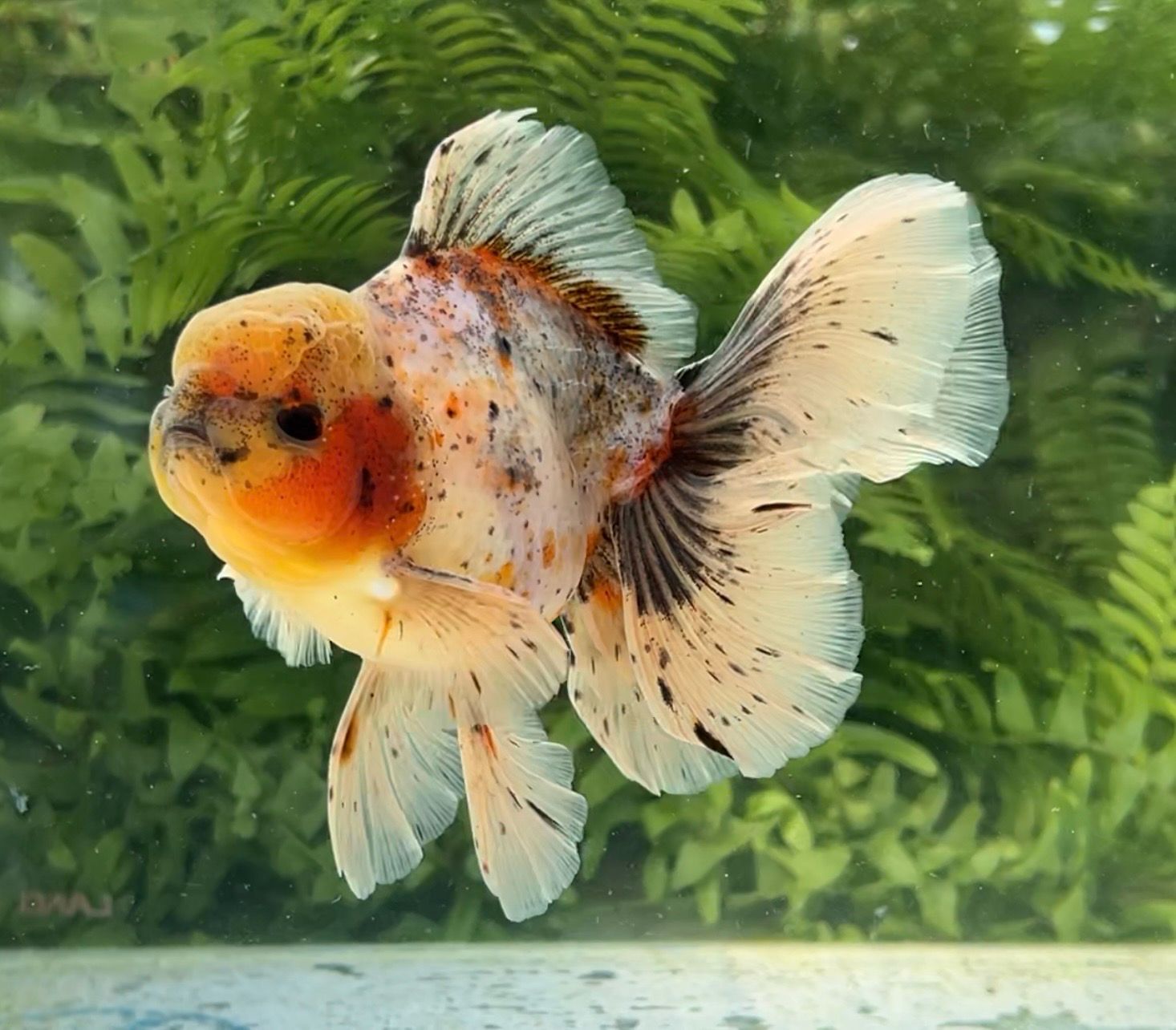 Calico Rosetail Oranda (M, 5.25”) - Free Shipping