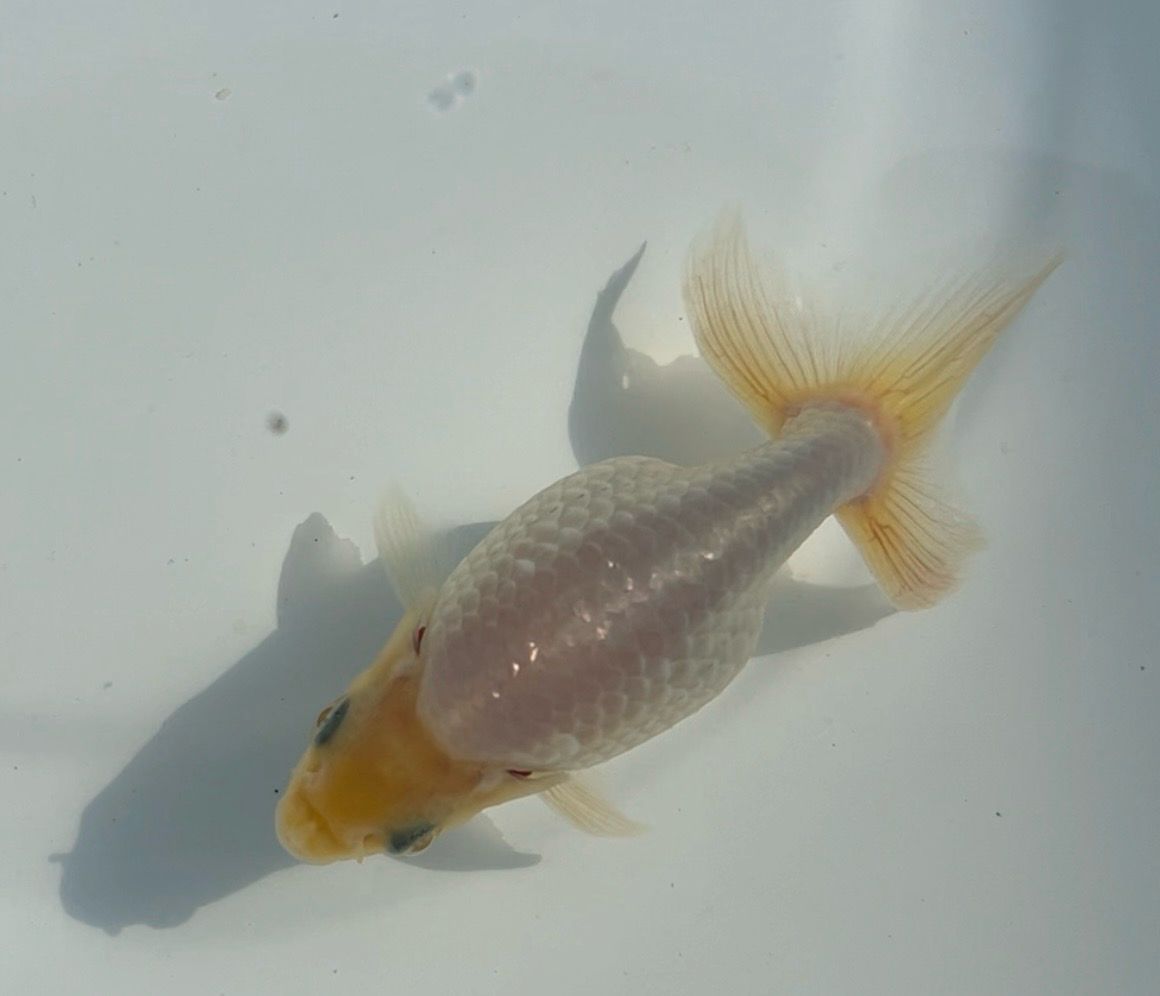 White Izumo Nankin (F, 3.5”) - Free Shipping