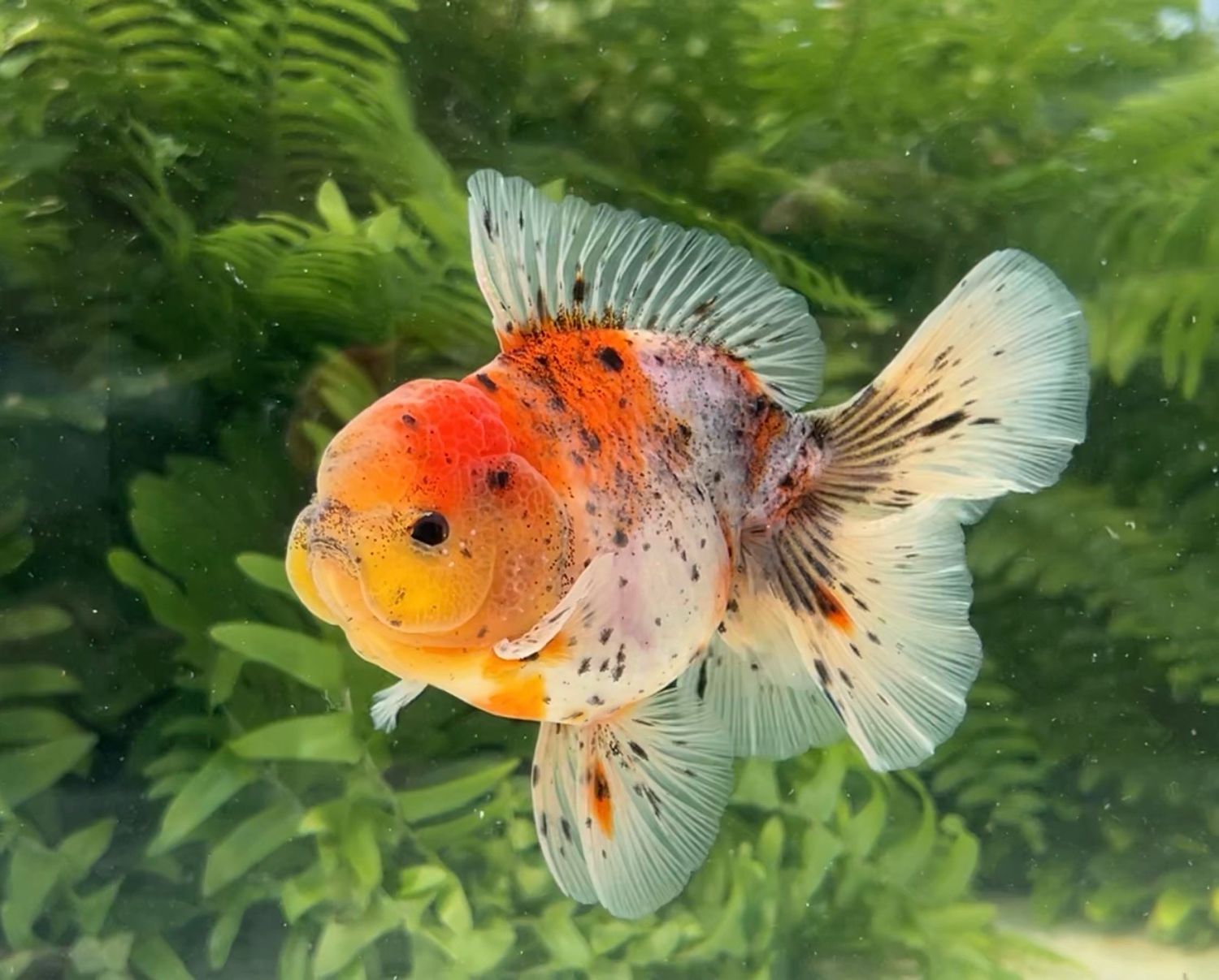 Calico Rosetail Oranda (M, 4.75”) - Free Shipping