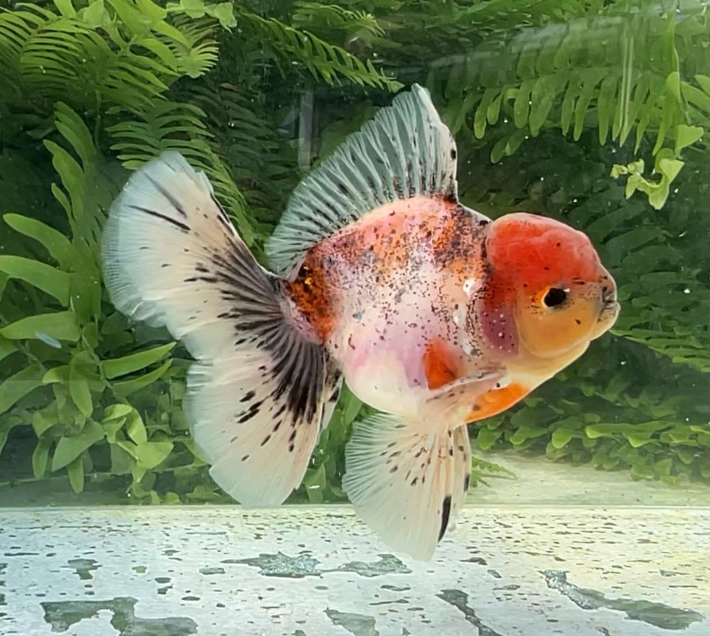 Tancho Calico Rosetail Oranda (M, 4.75”) - Free Shipping