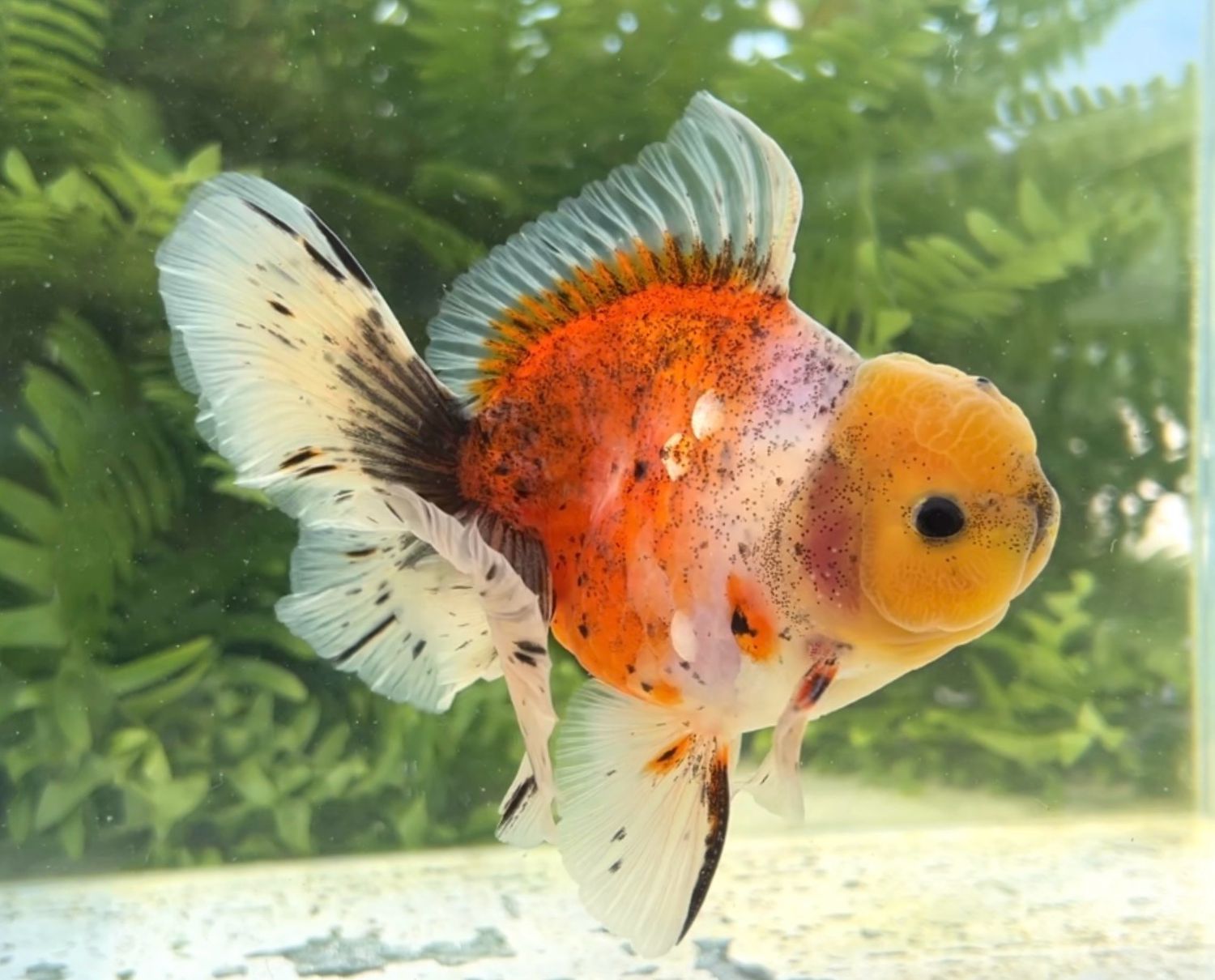 Calico Rosetail Oranda (M, 5”) - Free Shipping