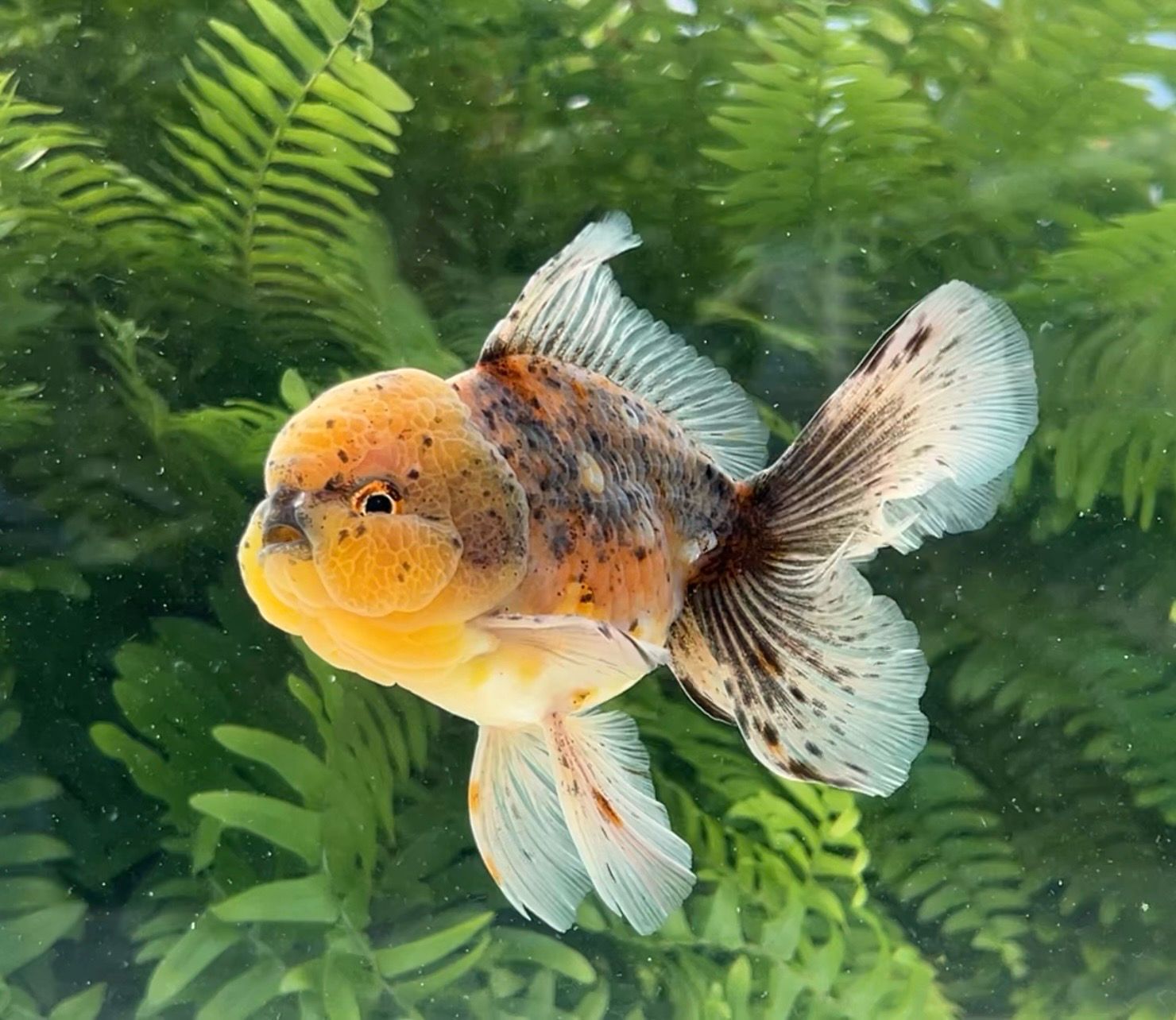 Calico Rosetail Oranda (M, 5”) - Free Shipping
