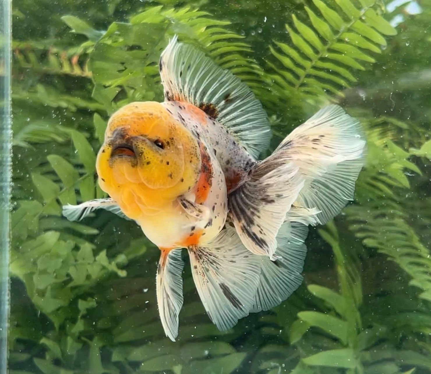 Calico Rosetail Oranda (M, 4.5”) - Free Shipping