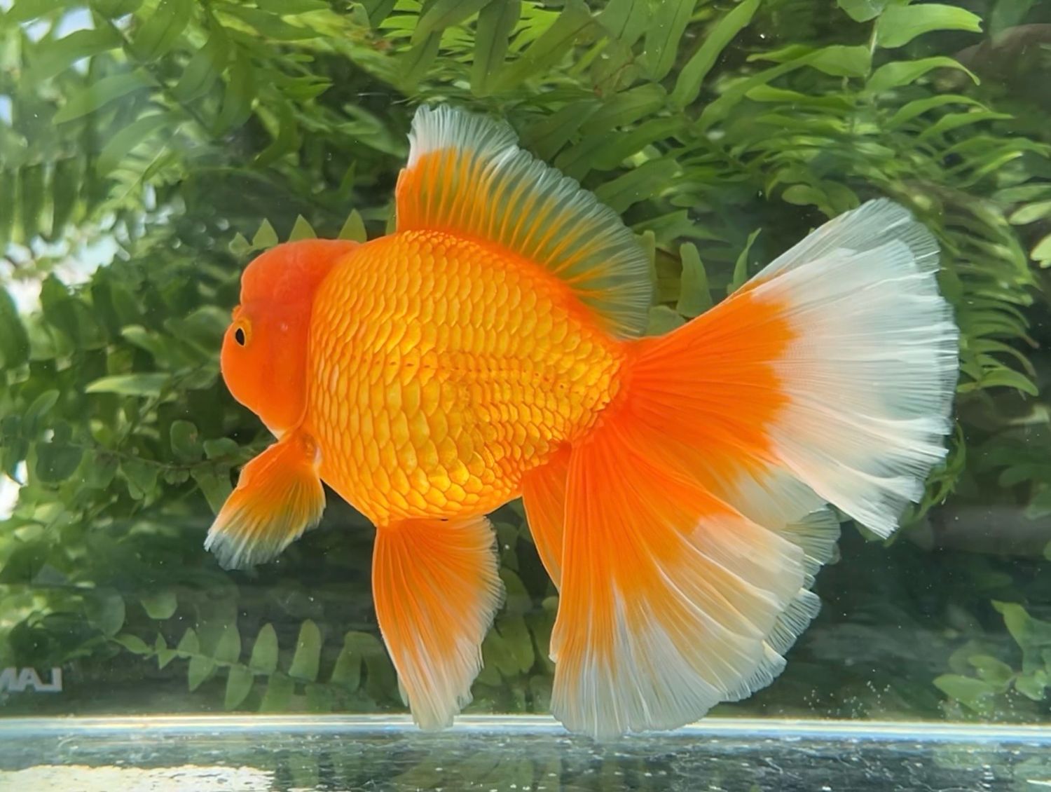 Red Peonytail Oranda (M, 6.25”) - Free Shipping