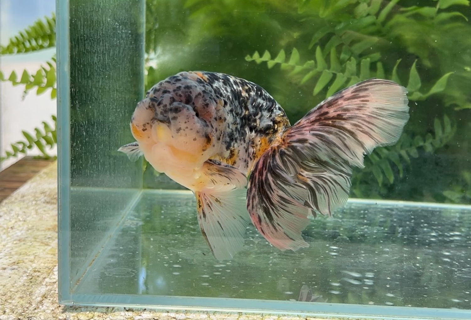 Calico Phoenixtail Ranchu (M, 6.5”) - Free Shipping