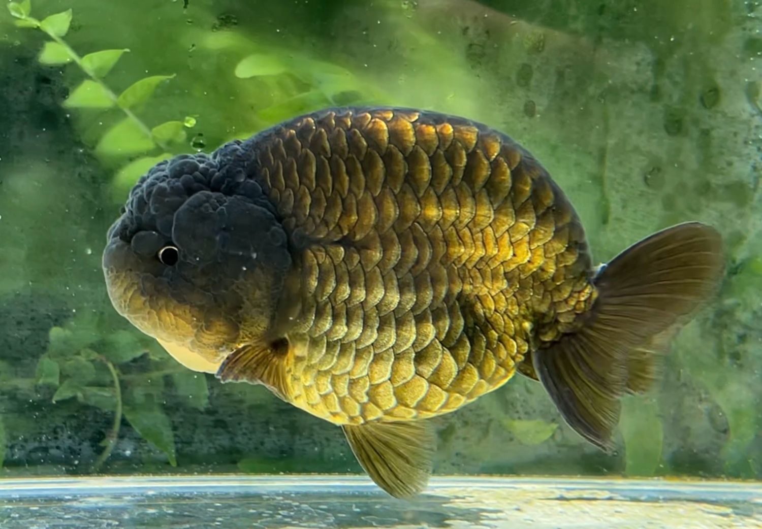 Bronze Yuanbao Ranchu (M, 4.5”) - Free Shipping