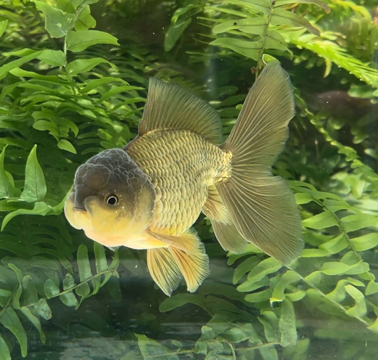Bronze Rosetail Oranda (M, 4.5”) - Free Shipping
