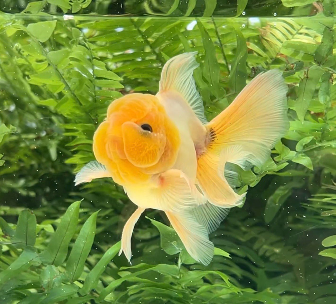 White Matte Rosetail Oranda (M, 4.25”) - Free Shipping