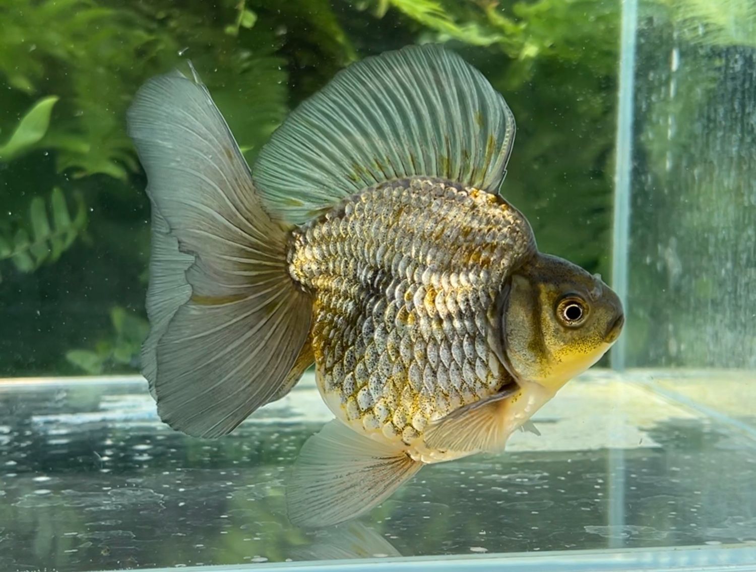 Blue And Green Broadtail Ryukin (M, 4.75”) - Free Shipping