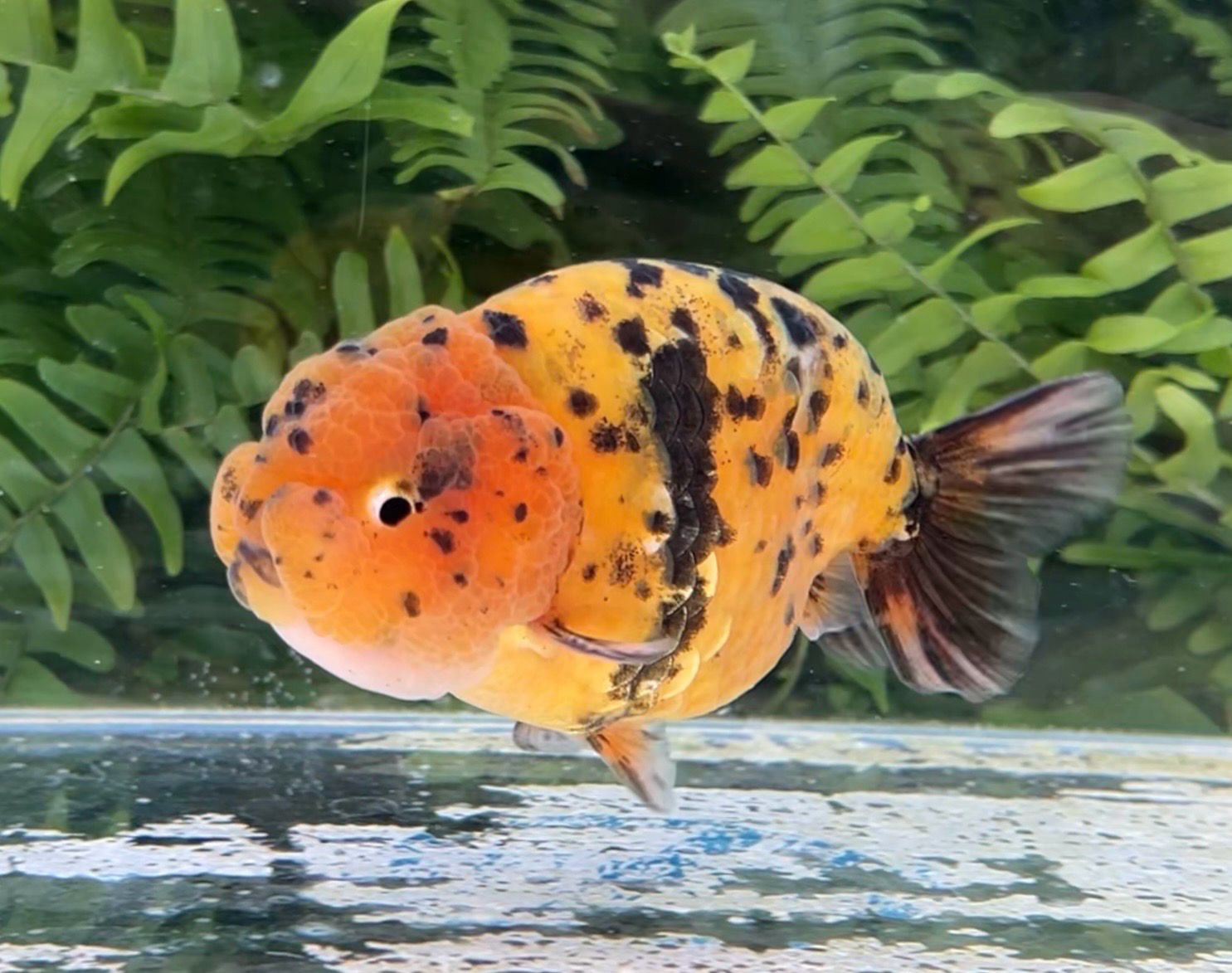 Tiger Yuanbao Ranchu (M, 4.25”) - Free Shipping