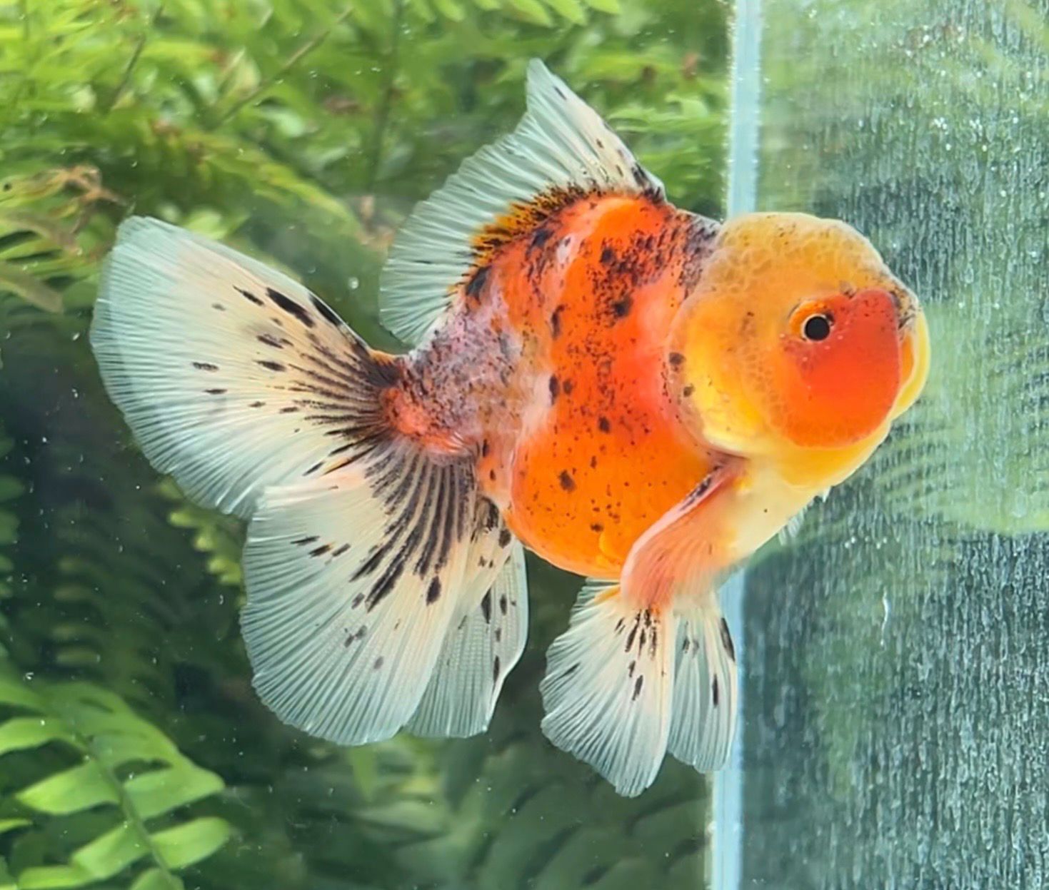 Calico Rosetail Oranda (M, 3.75”) - Free Shipping
