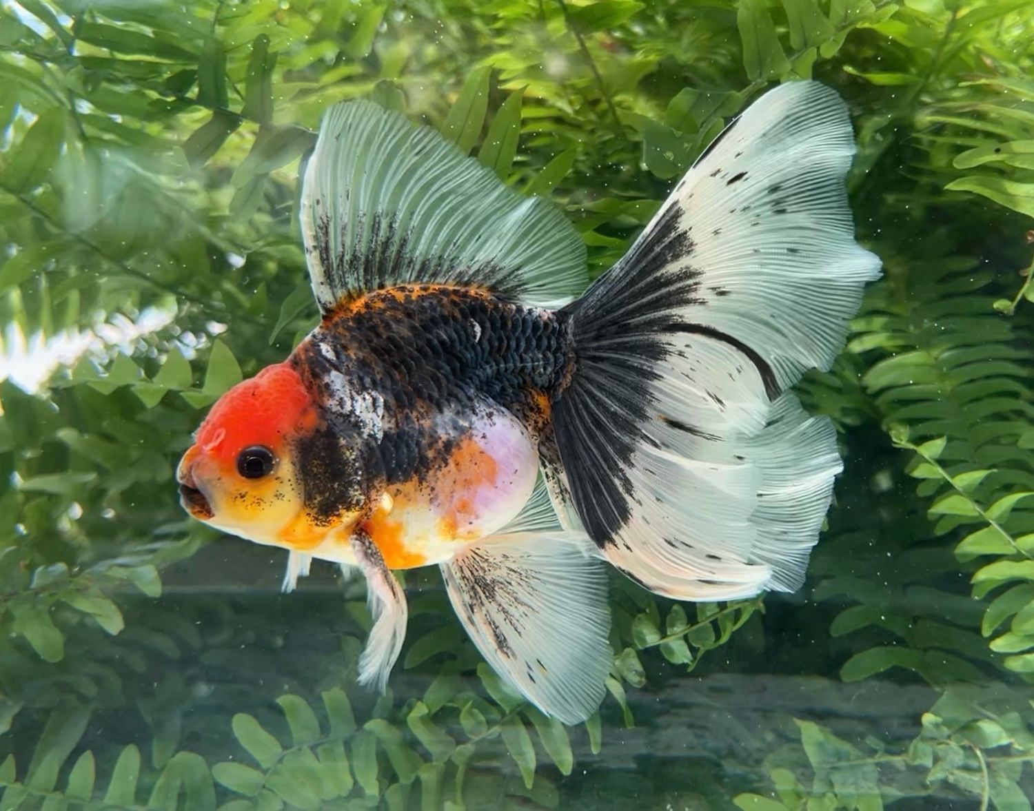 Tancho Kirin Veiltail (M, 6”) - Free Shipping