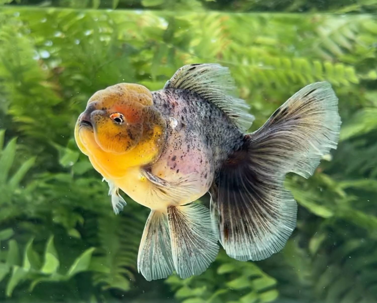 Kirin Rosetail Oranda (M, 4.25”) - Free Shipping
