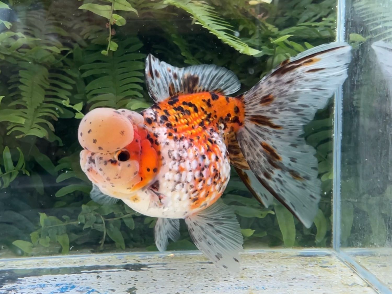 Calico Crown Pearlscale (F, 7”) - Free Shipping