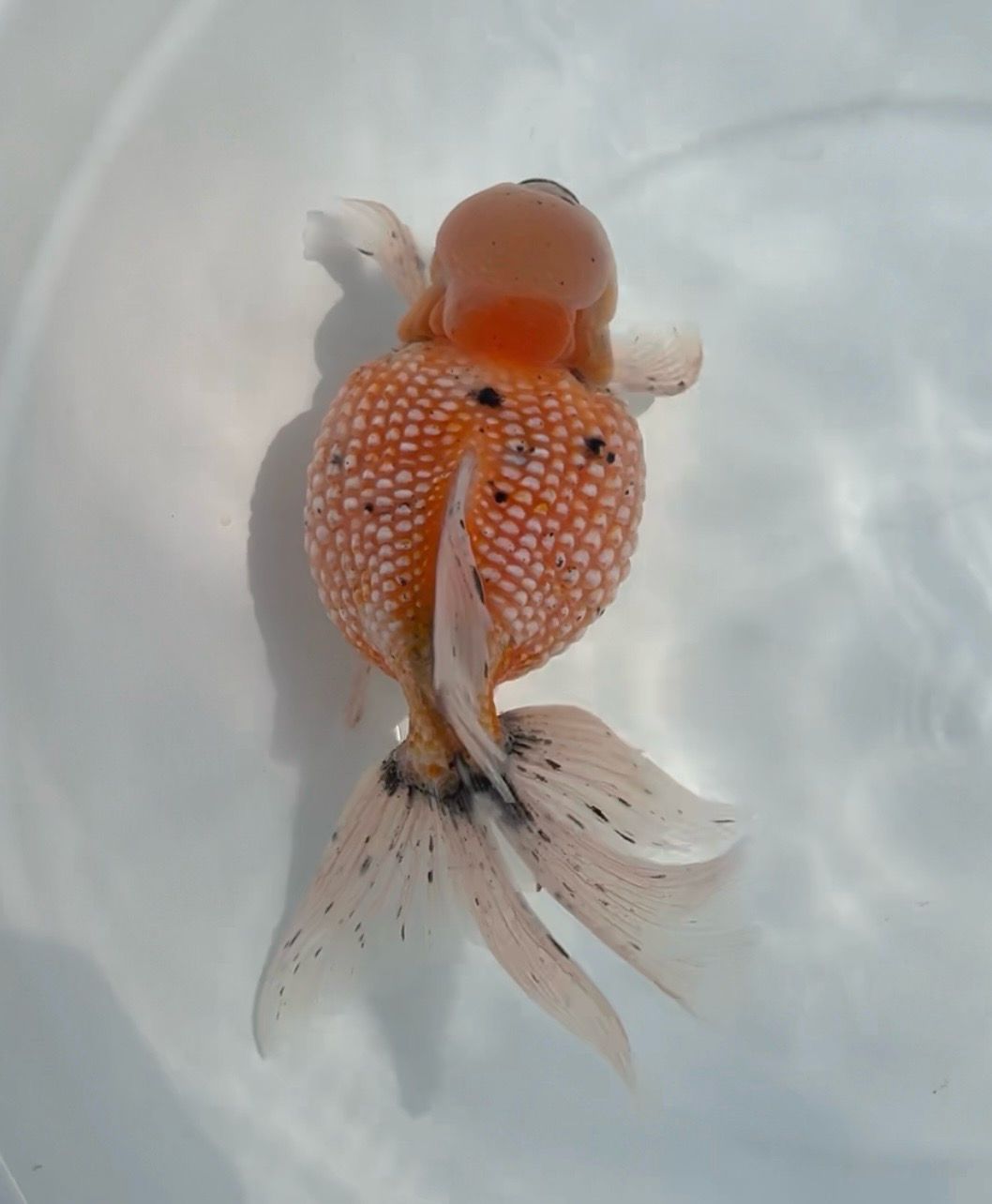 Jade Crown Peach Based White Pearlscale (M, 6.25”) - Free Shipping