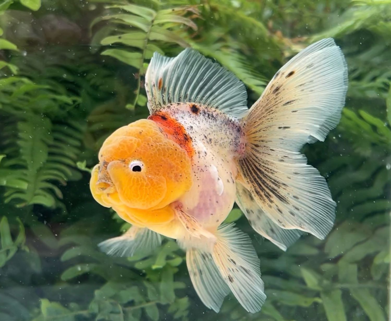 Calico Rosetail Oranda (M, 4.25”) - Free Shipping