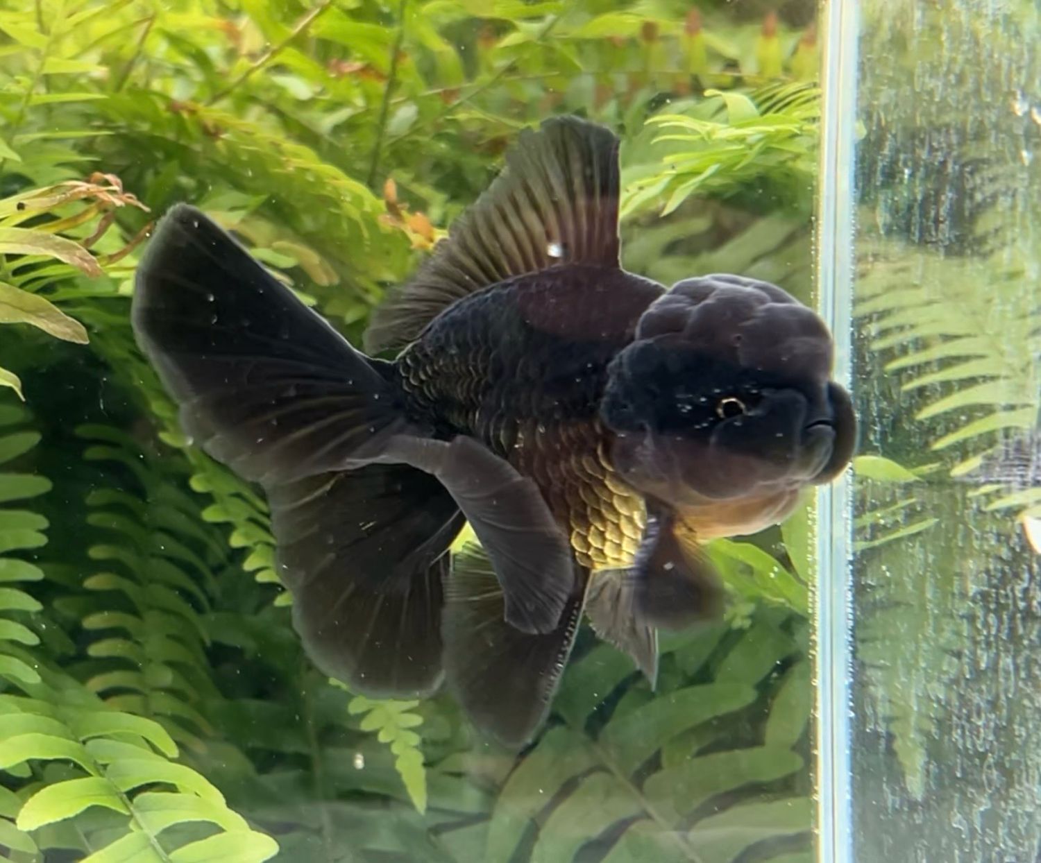 Black Rosetail Oranda (M, 4.25”) - Free Shipping