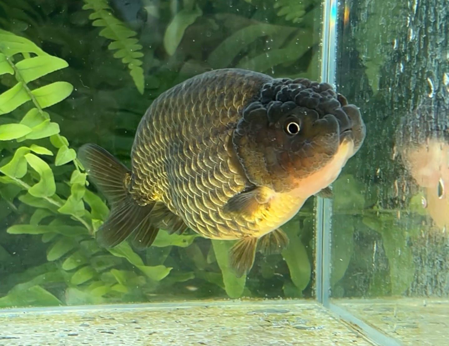 Bronze Yuanbao Ranchu (M, 3.75”) - Free Shipping