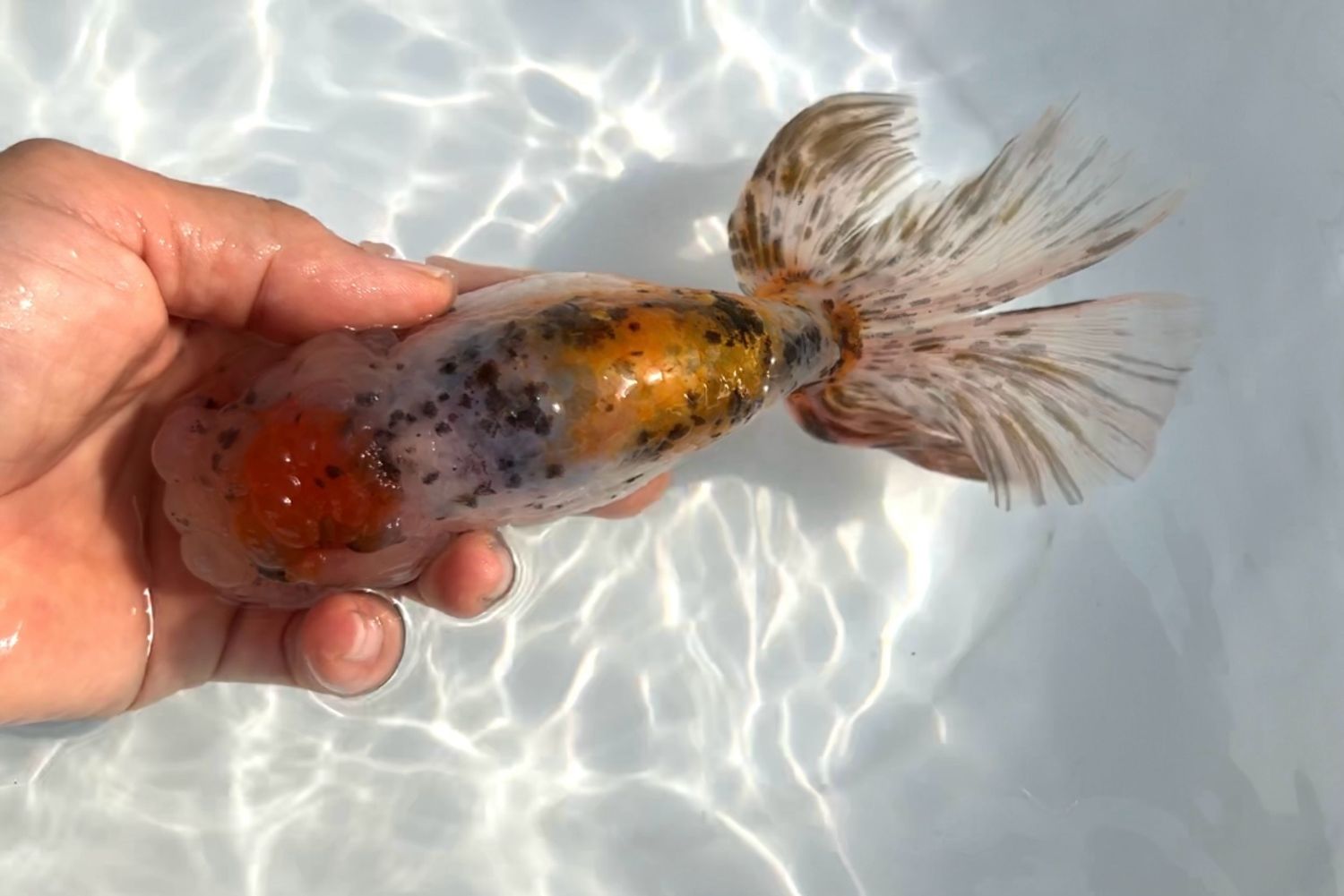 Tancho Calico Phoenixtail Ranchu (M, 7”) - Free Shipping