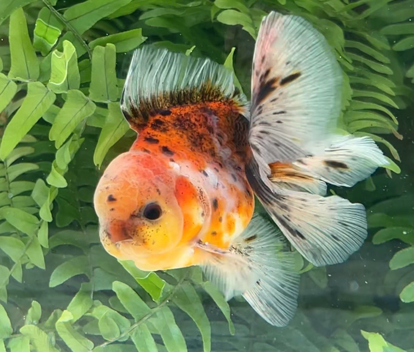 Calico Rosetail Oranda (M, 4”) - Free Shipping