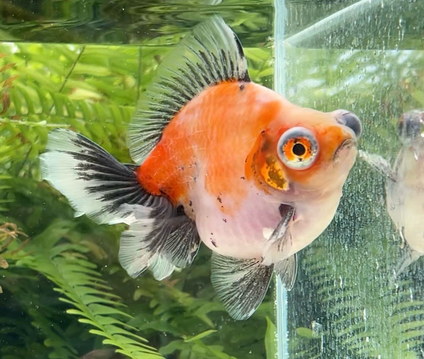 Tri-color Demekin (M, 4.75”) - Free Shipping