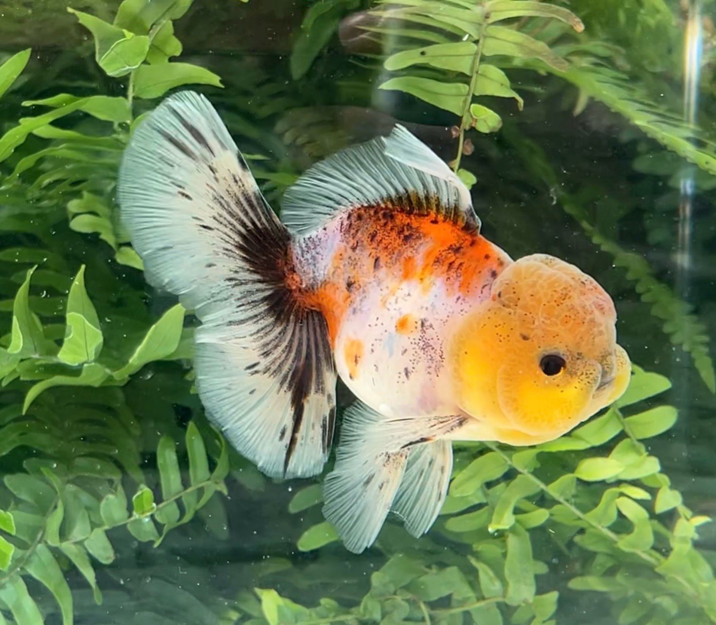 Calico Rosetail Oranda (M, 4.5”) - Free Shipping