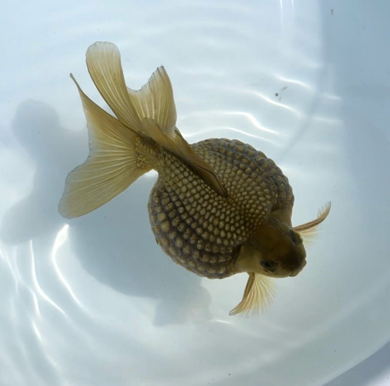 Bronze Mousehead Pearlscale (M, 4.75”) - Free Shipping