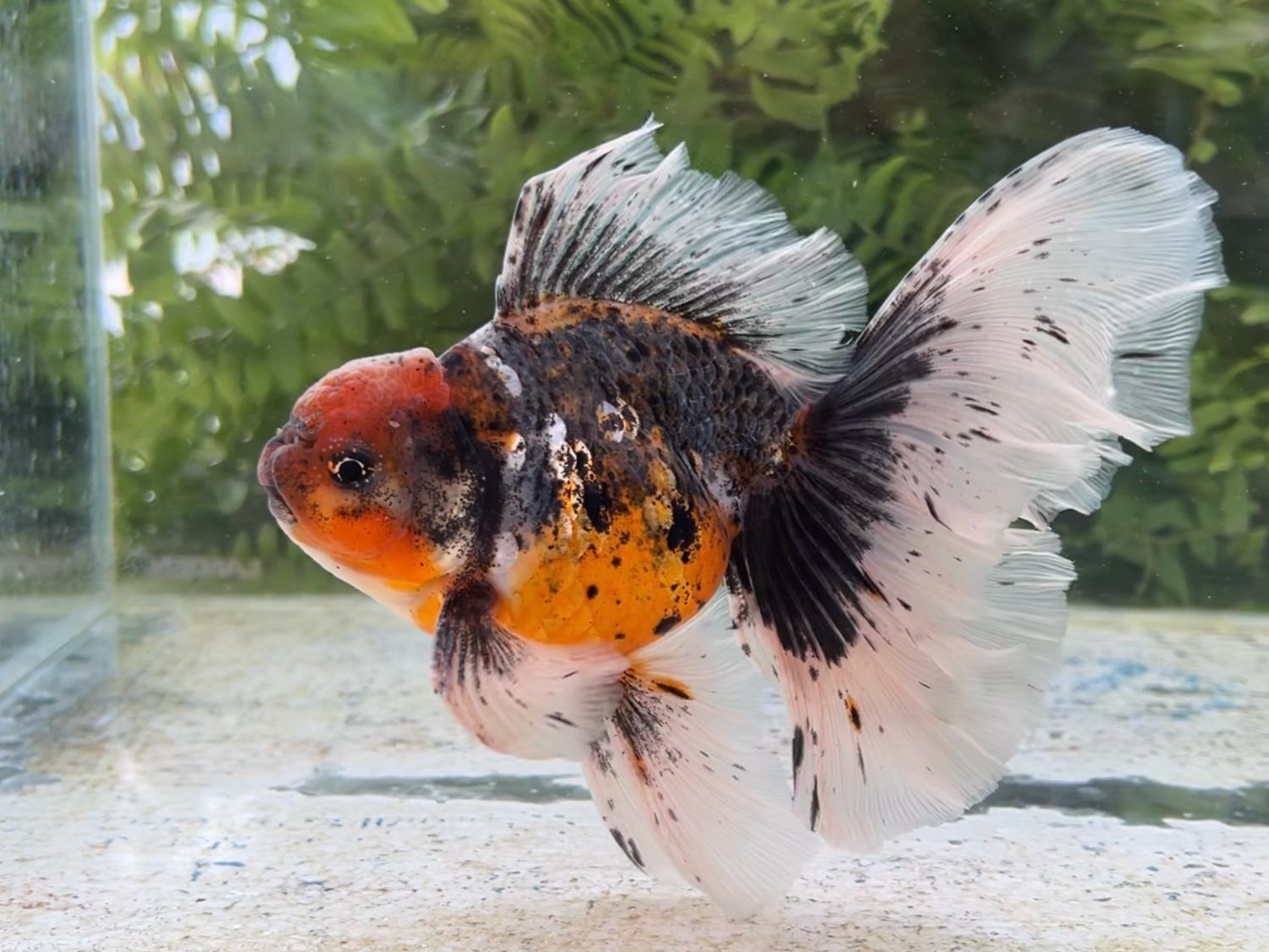 Kirin High Head Veiltail (M, 6.25”) - Free Shipping