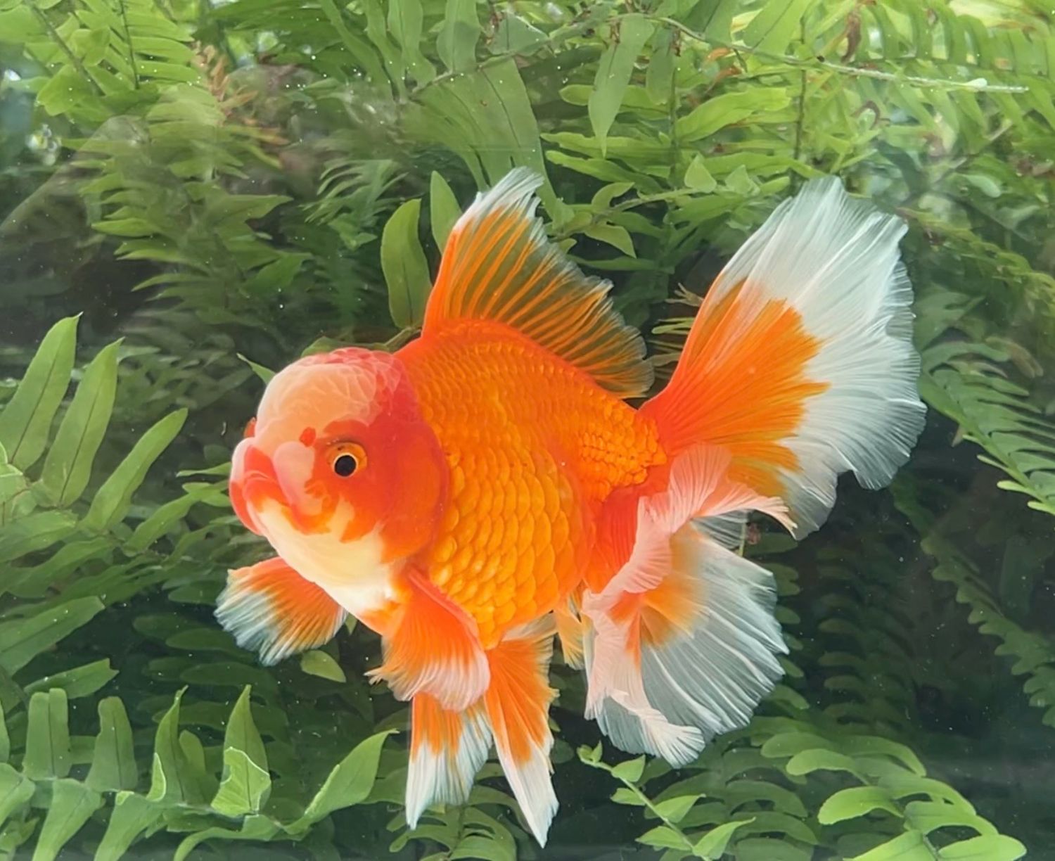 Red And White Peonytail Oranda (M, 5.5”) - Free Shipping