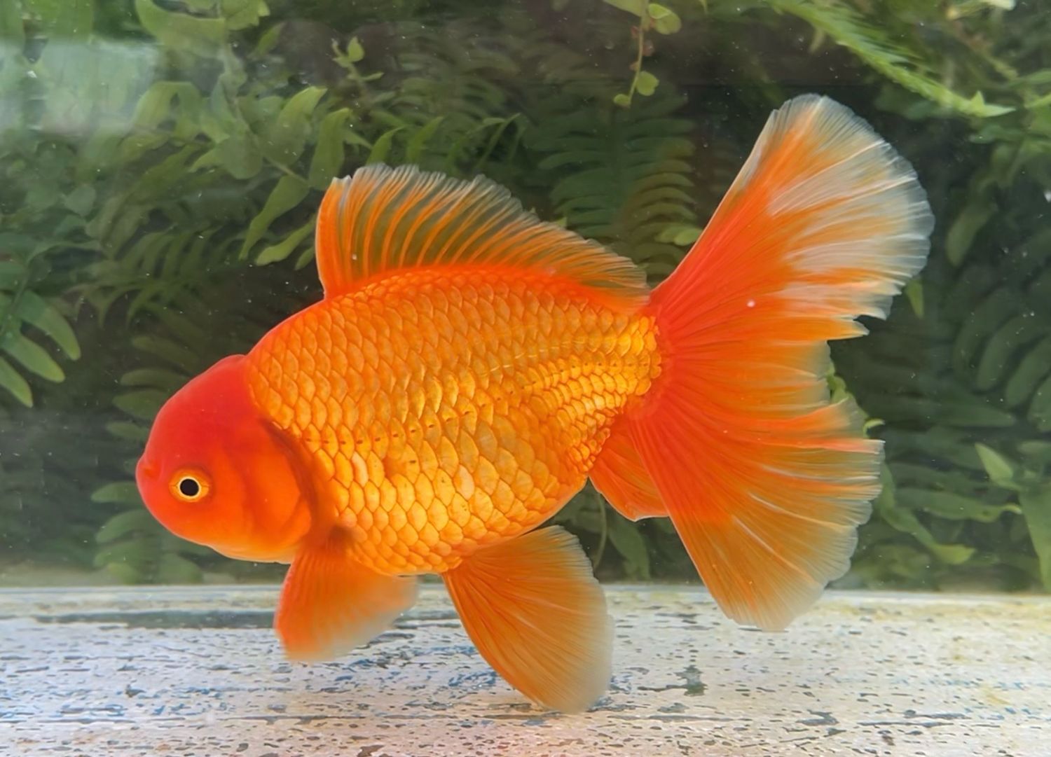 Red Peonytail Oranda (M, 6.5”) - Free Shipping