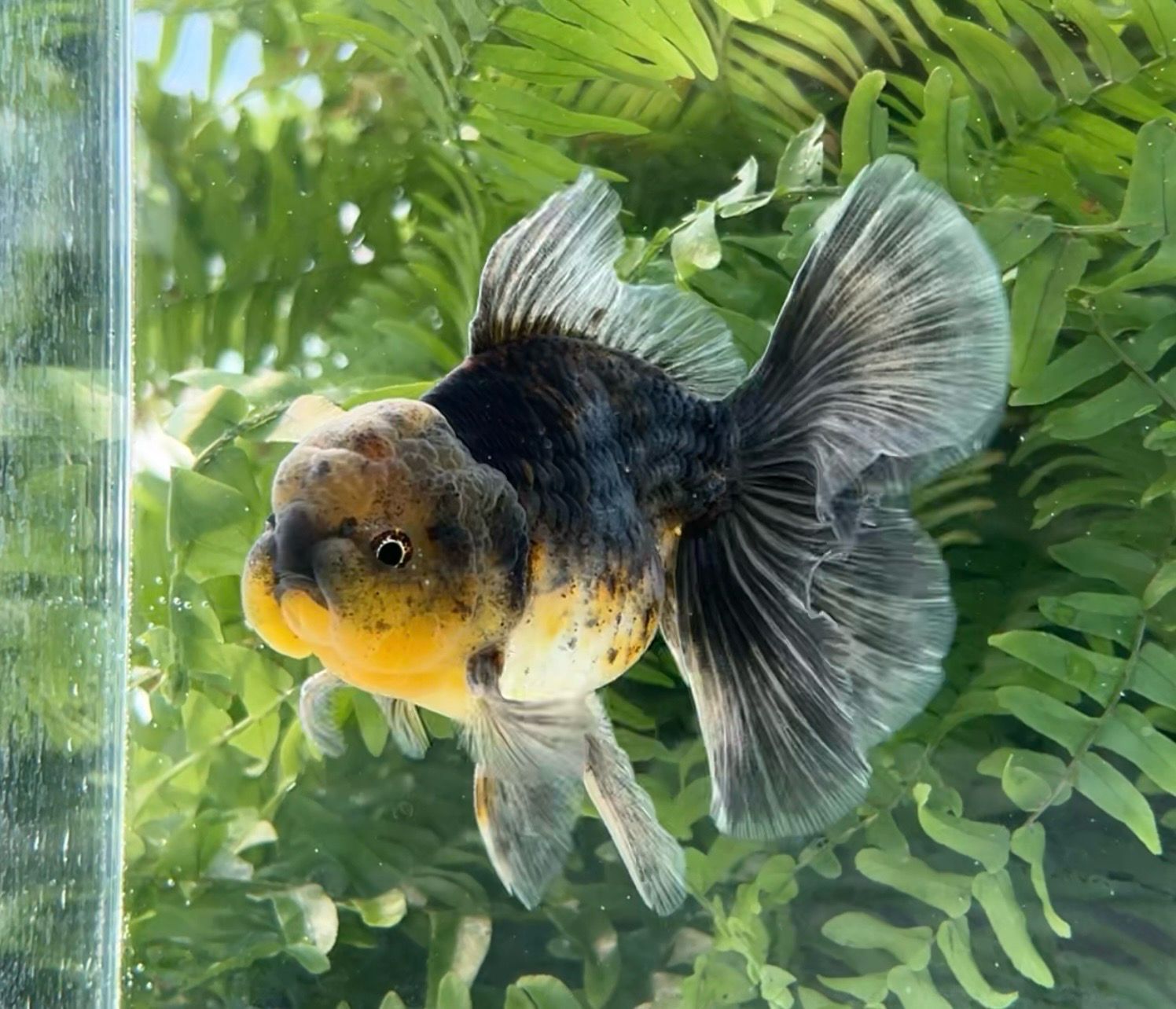 Kirin Rosetail Oranda (M, 4.75”) - Free Shipping