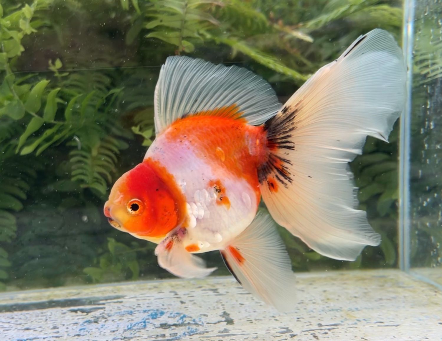 Sakura High Head Veiltail (M, 6”) - Free Shipping
