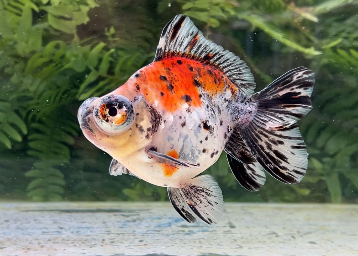 Calico Demekin (M, 5.5”) - Free Shipping