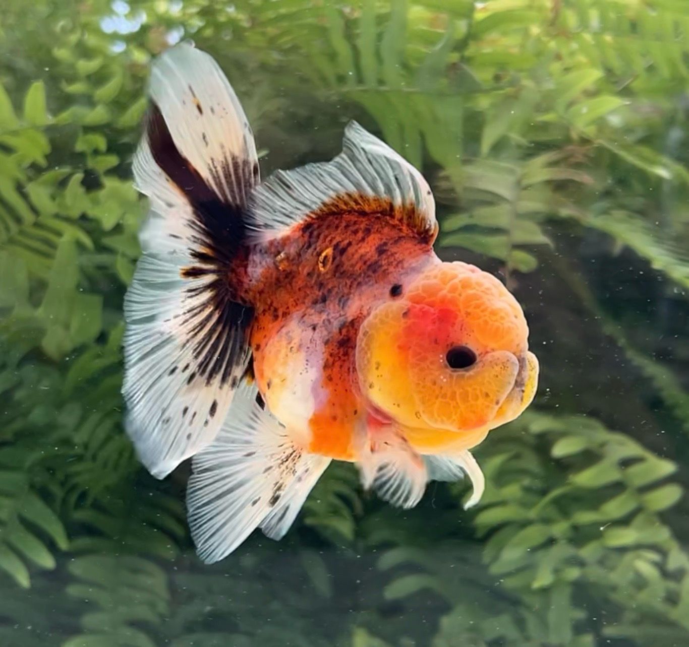 Calico Rosetail Oranda (M, 4”) - Free Shipping