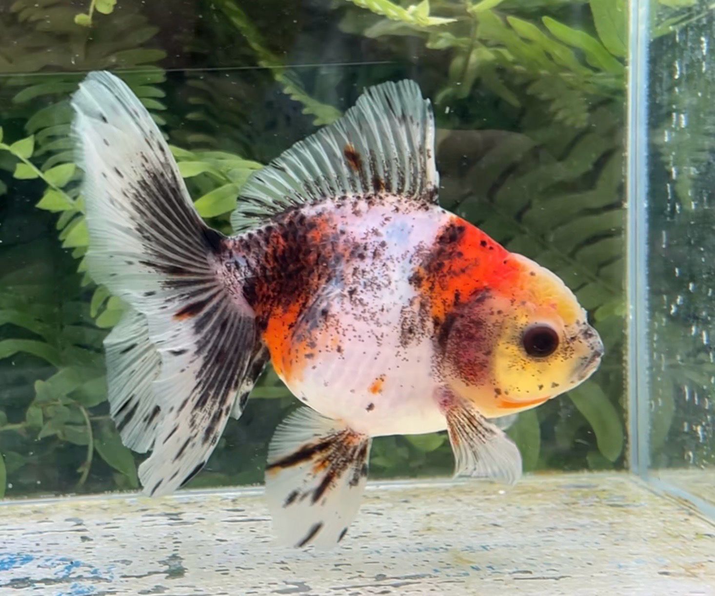 Calico Rosetail Oranda (F, 5.25”) - Free Shipping
